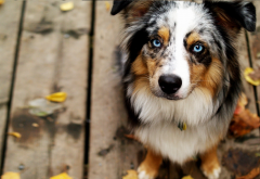 dog, blue eyes, australian shepherd, animals wallpaper