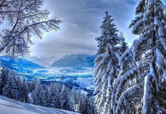 landscape, spruce, tree, snow, winter, nature wallpaper