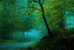 forest, tree, road, fog, landscape, autumn wallpaper