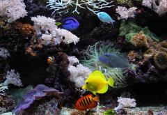 aquarium, fish, coral, underwater, water wallpaper