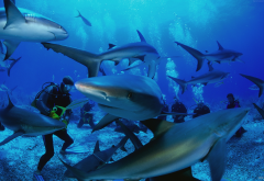 thailand, diving, sharks, similan islands, underwater wallpaper