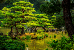 kyoto, japan, herbs, stones, tree, shrubs, pond, reeds, garden, nature wallpaper