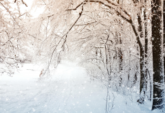 winter, nature, tree, snow wallpaper