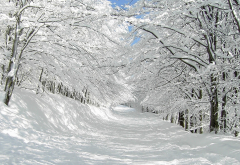 winter, snow, road, beautiful, nature wallpaper