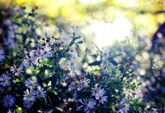 wildflowers, summer, sun, glare, blur, flowers, nature wallpaper