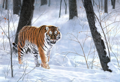 winter, snow, tiger, animals wallpaper