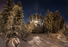 moon, forest, pine trees, snow, night, lunar halo, winter, nature wallpaper