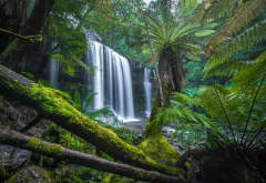 russell falls, nature, waterfall, cascade, tasmania, palm, tropics wallpaper