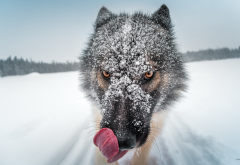 dog, winter, snow, animals, snowy muzzle, tongue wallpaper