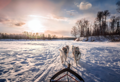 snow, winter, river, dog, husky, animals, sled wallpaper