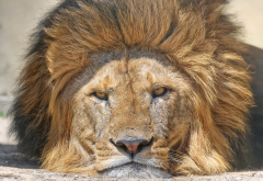 lion, predator, animals wallpaper