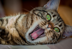 cat, kitten, green eyes, animals, yawns wallpaper