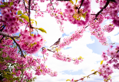 spring, petals, flowers, birds, cherry, nature wallpaper
