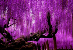 wisteria, plant, tree, spring, flowering, violet, flowers, nature wallpaper