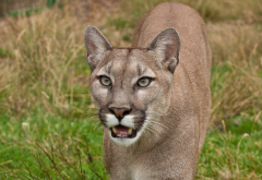 cougar, predator, wild cat, animals wallpaper
