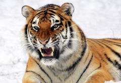 tiger, teeth, animals, wild cat wallpaper