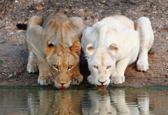 lion, lioness, watering, animals, wild cats wallpaper