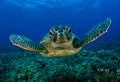 kemps ridley sea turtle, underwater, sea turtle, turtle, animals, atlantic ridley sea turtle wallpaper