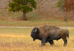 bison, grass, animals, american bison wallpaper