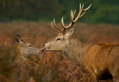 kiss, deer, wildlife, animals, horns wallpaper