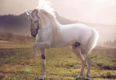 horse, white stallion, animals, white horse wallpaper