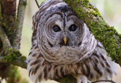 motley owl, branches, owl, bird, animals wallpaper