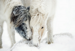 nature, snow, pony, horse, animals, winter wallpaper