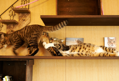 cats, cat, animals, house wallpaper