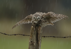 fence, owl, rain, drops, bird, animals wallpaper