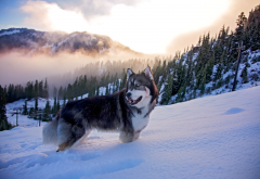husky, dog, forest, nature, fog, winter, mountains, snow, animals wallpaper