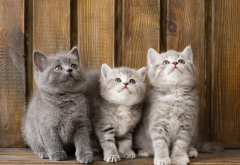 kittens, trinity, cats, animals wallpaper