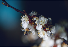spring, bee, branch, flowers, nature wallpaper
