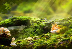 fox, forest, moss, sun rays, animals, nature wallpaper