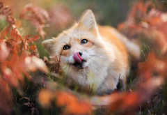 animals, fox, muzzle, tongue, leaves, autumn wallpaper