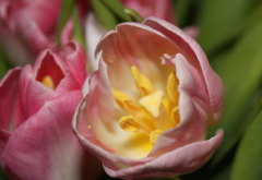 tulips, macro, flowers, spring, petals, nature wallpaper