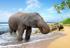 elephant, beach, sea, sand, palm tree, bathing, animals wallpaper