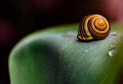 snail, seashell, macro wallpaper