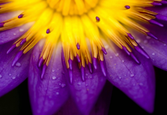 purple, water drops, lilies, flowers wallpaper