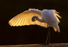 great egret, bird, animals, wings, great white heron, heron wallpaper
