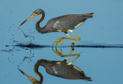 heron, bird, animals, reflection wallpaper