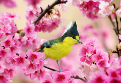taiwanese tit, bird, branch, cherry, spring, flowering, animals wallpaper