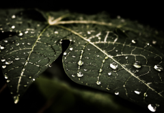 water drops, leaves, nature wallpaper