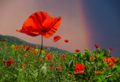 summer, field, flowers, poppies, sky, rainbow, nature wallpaper