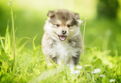 walk, puppy, grass, dog, animals wallpaper