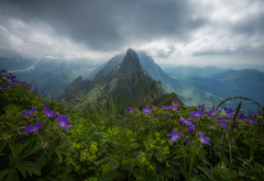 switzerland, alps, mountains, forest, overcast, clouds, nature wallpaper