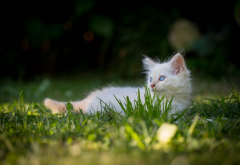 ragdoll, kitten, animals, nature, grass, cat wallpaper