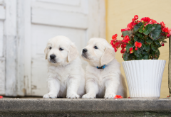 puppy, puppies, retriever, pot, flowers, begonia, animals, dog wallpaper