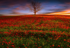 nature, field, poppies, tree, evening, sunset, poppy wallpaper