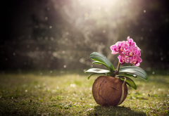 coconut, flower, nature, grass, orchid wallpaper