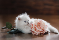 kitten, animals, cat, rose, flowers wallpaper